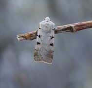 Autumnal Rustic (Eugnorisma glareosa)