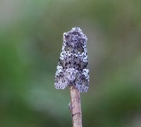 Flekkfly (Crypsedra gemmea)