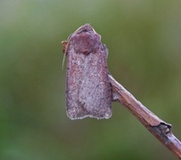 Neglected Rustic (Xestia castanea)