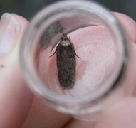 Brown Flat-body (Depressaria badiella)