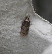 Sallow Flat-body (Agonopterix conterminella)