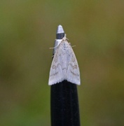 Pale Straw Pearl (Udea lutealis)