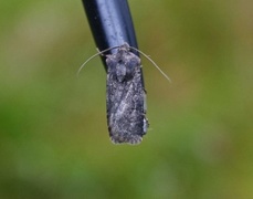 Garden Dart (Euxoa nigricans)