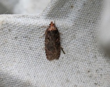 Sallow Flat-body (Agonopterix conterminella)