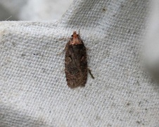 Agonopterix conterminella