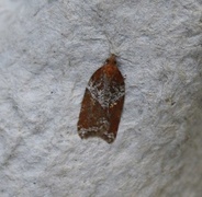 Buskflatvikler (Acleris laterana)