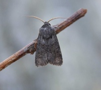 Grått lyngheifly (Aporophyla lueneburgensis)