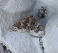 The Phoenix (Eulithis prunata)