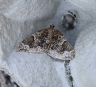 Hagebærmåler (Eulithis prunata)