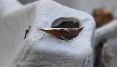 Honeysuckle Moth (Ypsolopha dentella)