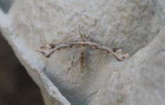 Triangle Plume (Platyptilia gonodactyla)