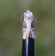 Sumpengfly (Lateroligia ophiogramma)