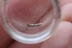 Cherry Fruit Moth (Argyresthia pruniella)