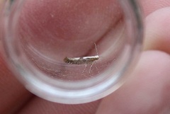 Kirsebærmøll (Argyresthia pruniella)