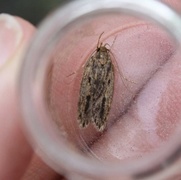 Brown House Moth (Hofmannophila pseudospretella)