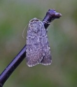 Northern Rustic (Standfussiana lucernea)