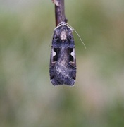 Setaceous Hebrew Character (Xestia c-nigrum)
