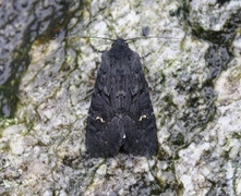 Black Rustic (Aporophyla nigra)