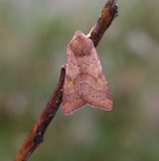 Rødt høstfly (Agrochola helvola)