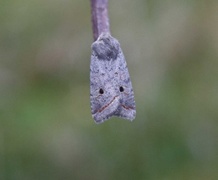 Brungrått høstfly (Agrochola lota)