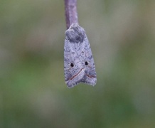 Red-line Quaker (Agrochola lota)