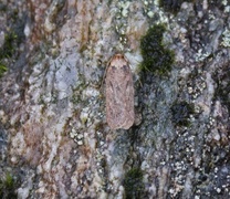 Brown Flat-body (Depressaria badiella)
