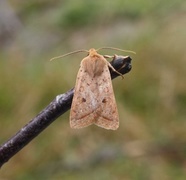 Yellow-line Quaker (Agrochola macilenta)