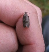 Dark-barred Tortrix (Syndemis musculana)