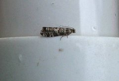 Common Spruce Bell (Epinotia tedella)