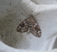 Spruce Carpet (Thera variata)