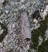 Smalvingemåler (Pachycnemia hippocastanaria)