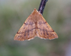 Feathered Thorn (Colotois pennaria)