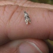 Birch Conch (Cochylis nana)