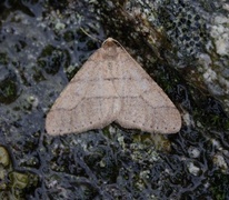 Dotted Border (Agriopis marginaria)