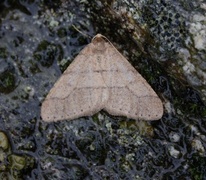 Vårfrostmåler (Agriopis marginaria)