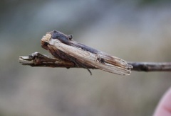 Red Sword-grass (Xylena vetusta)
