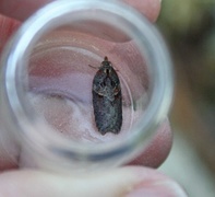 Seljeflatvikler (Acleris hastiana)