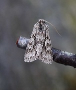 Vivendelfly (Xylocampa areola)