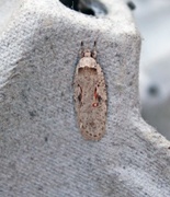 Agonopterix ocellana