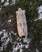 Pale Pinion (Lithophane socia)