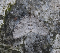 Early Tooth-striped (Trichopteryx carpinata)