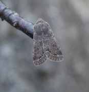 Lead-coloured Drab (Orthosia populeti)