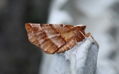 Blek månemåler (Selenia dentaria)