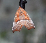 The Herald (Scoliopteryx libatrix)