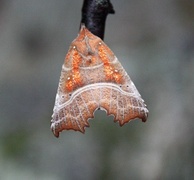 Flikfly (Scoliopteryx libatrix)