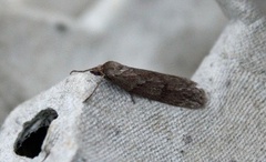 Smalvingemåler (Pachycnemia hippocastanaria)