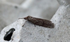 Horse Chestnut (Pachycnemia hippocastanaria)