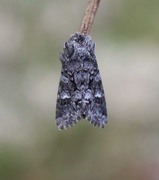 Glaucous Shears (Papestra biren)