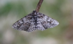 Ringed Carpet (Cleora cinctaria)