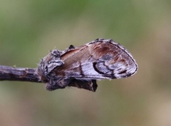 Pebble Prominent (Notodonta ziczac)